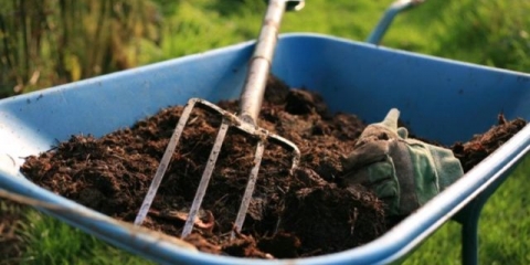 Kako oploditi jorgovan za bujno cvjetanje, nakon cvatnje